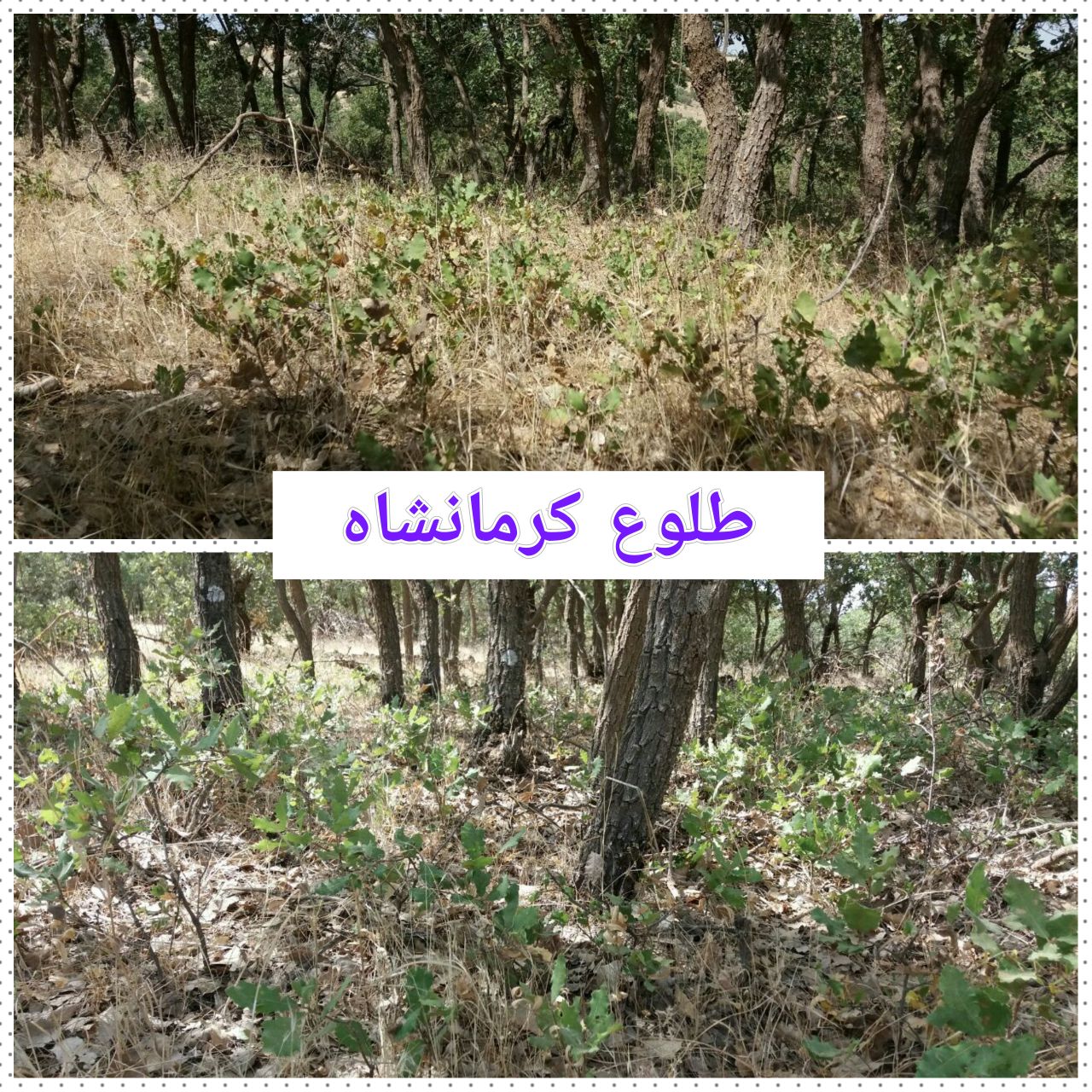 ۱۶۰ هزار هکتار جنگل در کرمانشاه احیا می‌شود / روزنه‌ای برای نجات رویشگاه‌های مخروبه زاگرس
