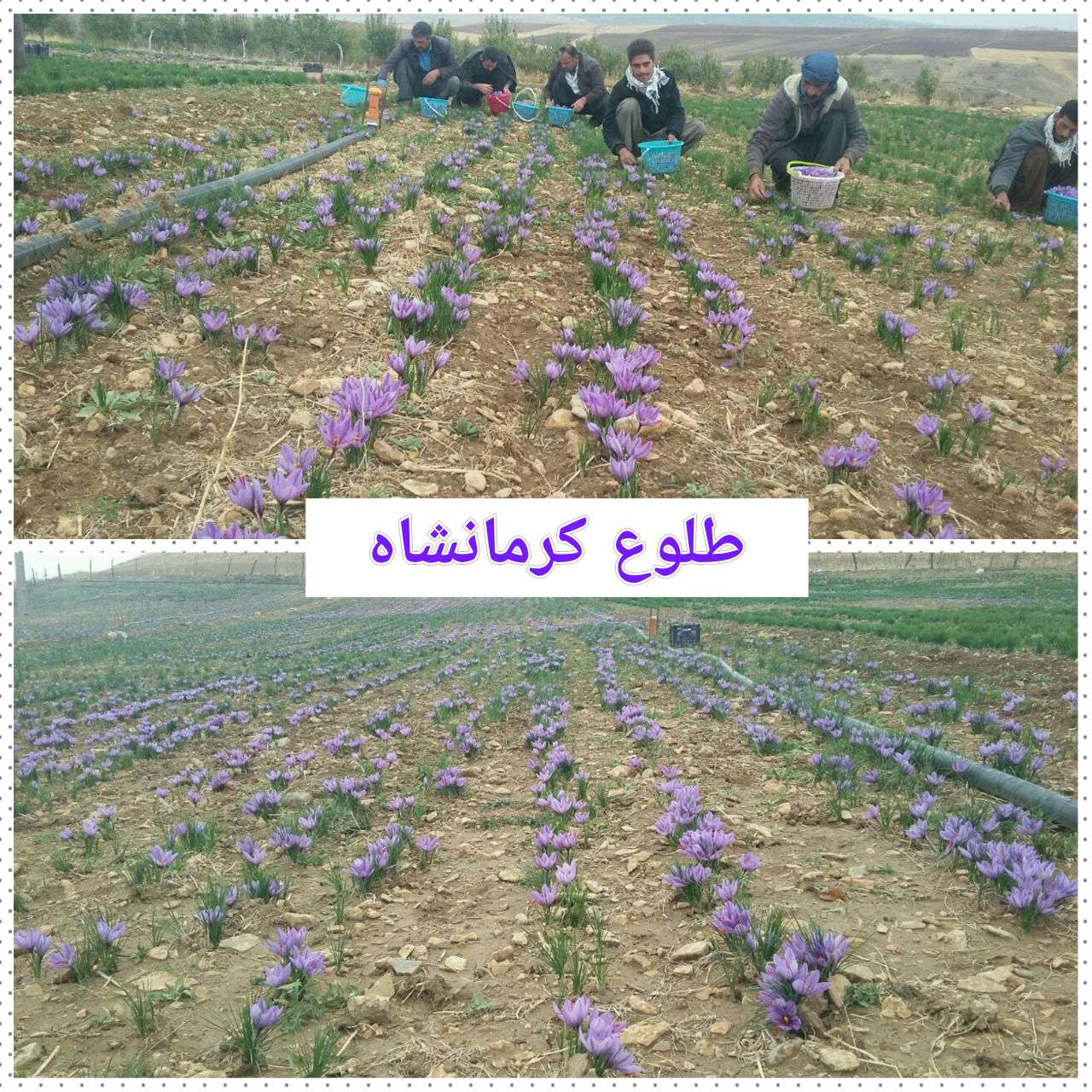 کاشت ۱۴ هکتار زعفران در شهرستان دالاهو