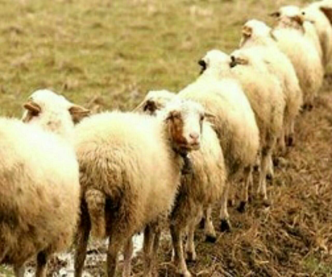گوسفند سنجابی نژاد برتر ایران است/ علاقه عرب‌ها به گوشت گوسفند سنجابی