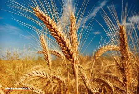 سالانه ۹۵۰ هزار تن گندم در استان کرمانشاه تولید می‌شود