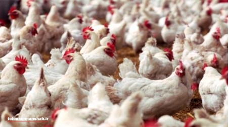 طیور صنعتی اعم از مرغ مادر و تخم گذار درگیری با ویروس آنفلوانزای فوق حاد پرندگان نداشته‌اند