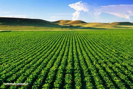 بکارگیری اتباع غیرمجاز در واحدهای کشاورزی و تولیدی استان کرمانشاه ممنوع است
