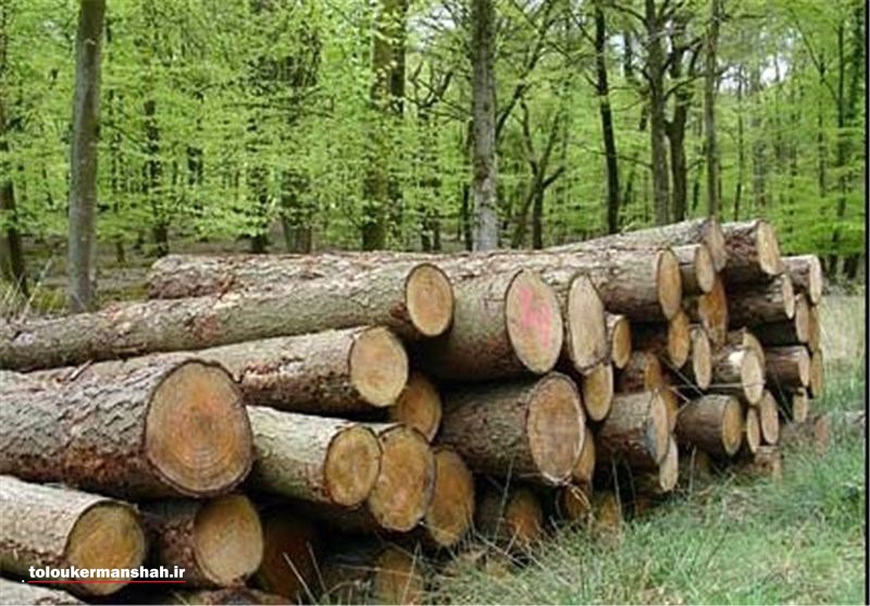 کشف ۲ تن چوب جنگلی قاچاق در دالاهو 