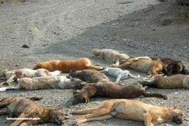سگ‌کُشی در مناطق زلزله زده کرمانشاه