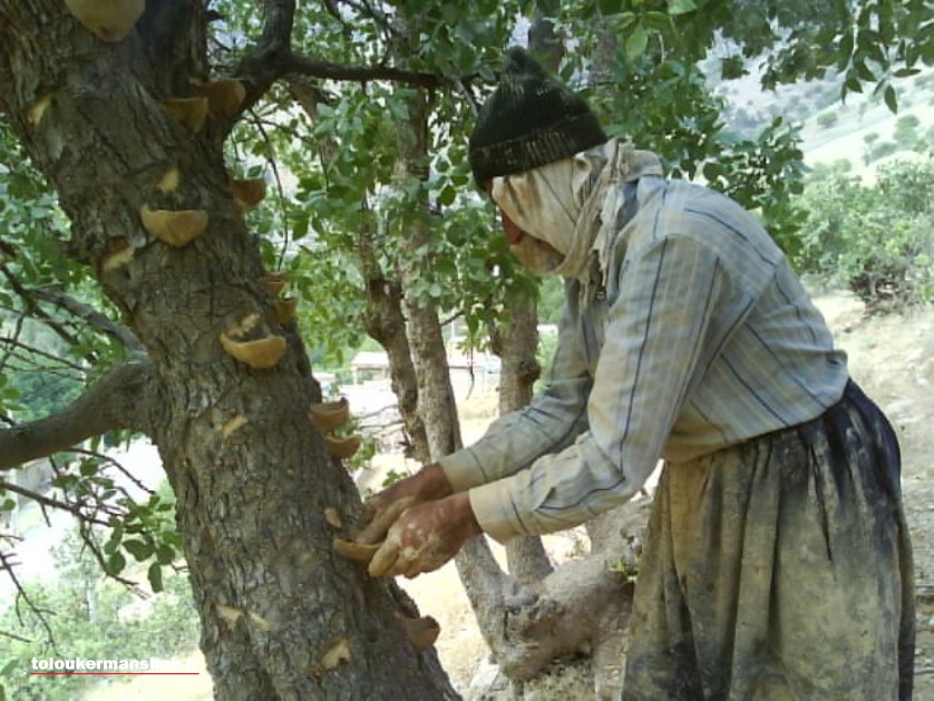 پیش بینی برداشت ۲۰۰ تن سقز از درختان بنه استان کرمانشاه