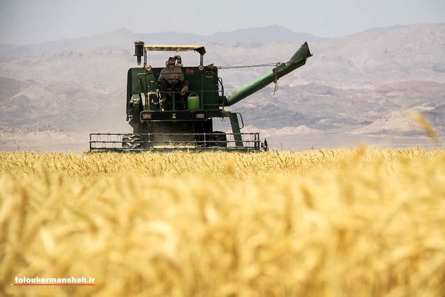 ۳۹۰ هزار تن گندم از کشاورزان کرمانشاه خریداری شد