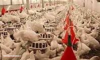 روند نزولی قیمت مرغ موجب ضررتولید کننده و راه افتادن موج گرانی می شود