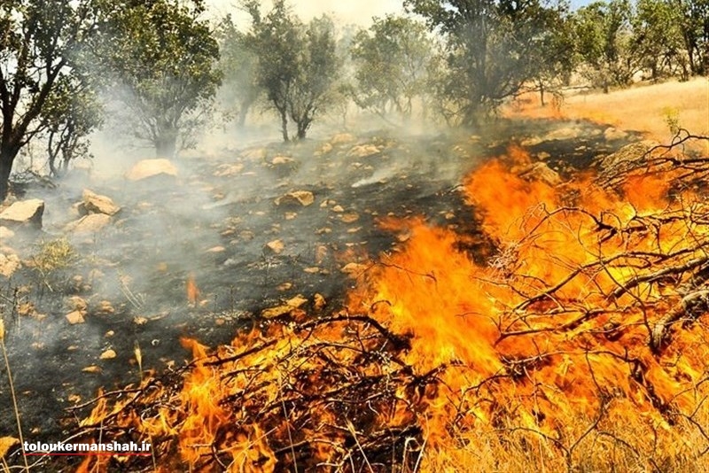 چهار هکتار از جنگل های ناودار گیلانغرب در آتش سوخت