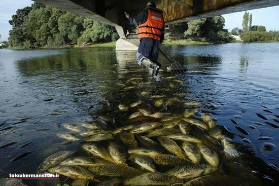 ۱۲۰ هزار قطعه ماهی در سیل تلف شدند