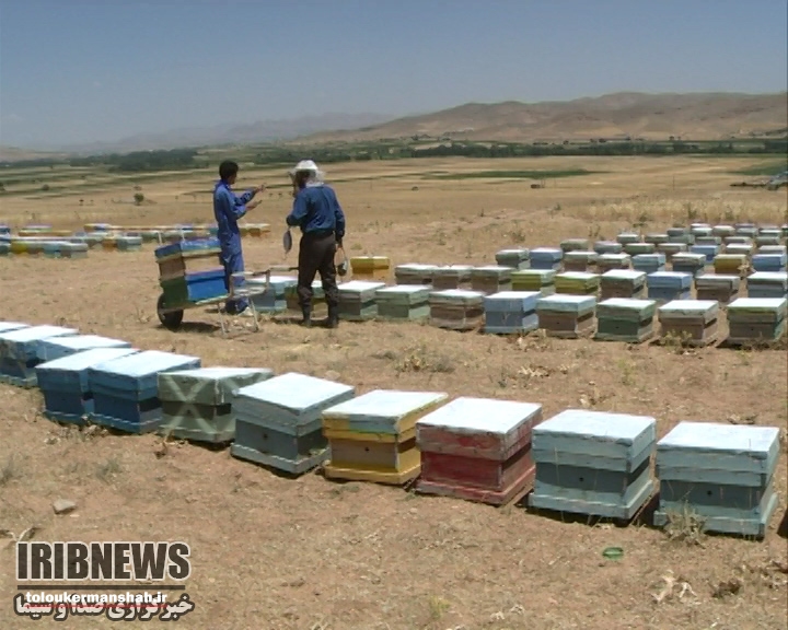 از ۱۴ مهر ماه؛ آغاز سرشماری کلنی‌های مزارع زنبور عسل در استان کرمانشاه