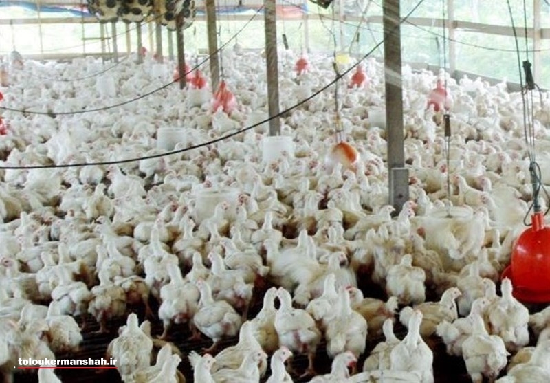 برنامه‌ای برای توزیع مرغ در استان کرمانشاه وجود ندارد