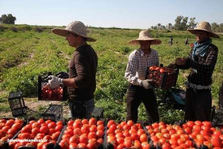 صدور تعداد ۸۷ فقره جواز تاسیس صنایع تبدیلی کشاورزی در استان کرمانشاه