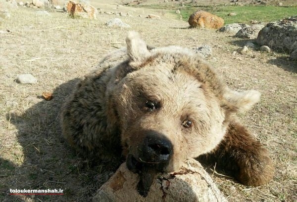 صیاد خرس قلاجه شکار شد