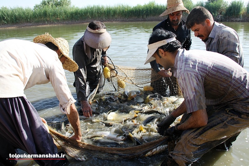 قصرشیرین بزرگترین تولید کننده ماهیان گرمابی کشور