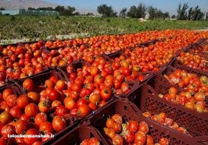کشف ۴۴ تن گوجه فرنگی قاچاق در مرز پرویزخان/ توزیع محصولات بین زلزله زدگان