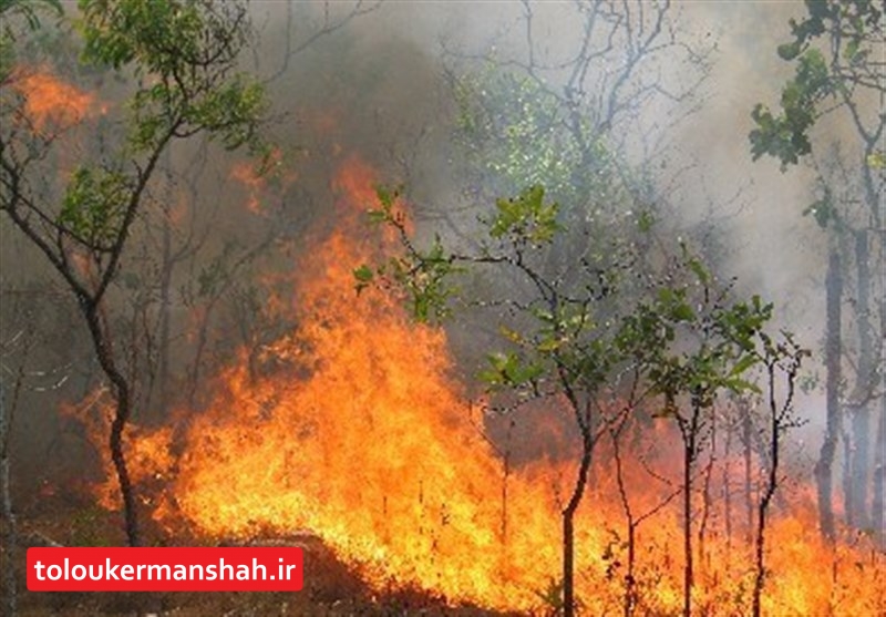 امسال با خطر افزایش آتش‌سوزی‌ در عرصه‌های محیط‌زیست مواجهیم