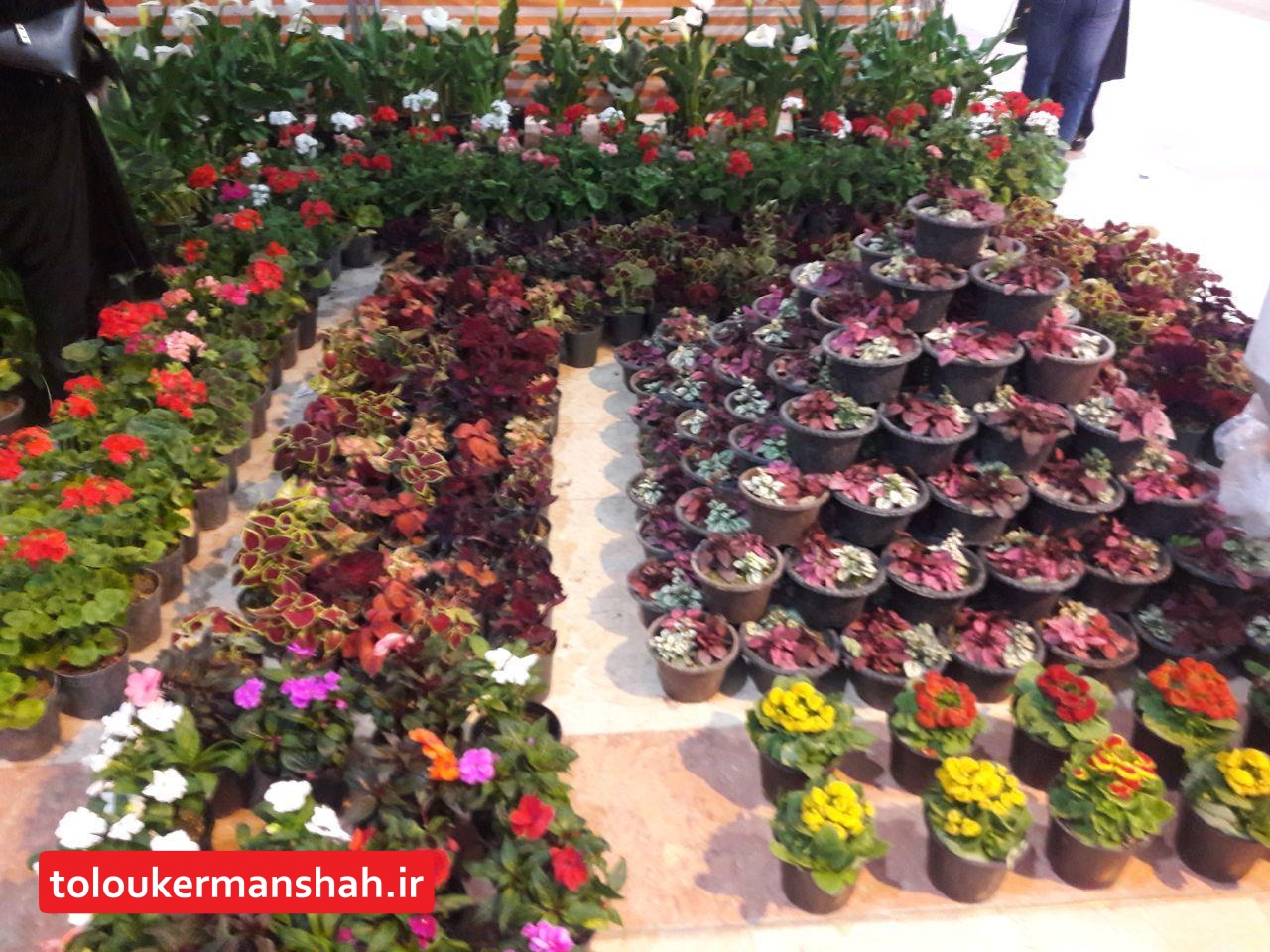 برگزاری نمایشگاه گل و گیاه در کرمانشاه