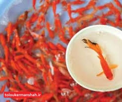 سالانه بین چهار تا پنج میلیون قطعه ماهی گلی مهمان سفره کرمانشاهیان است