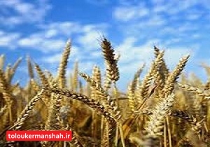 تولید بیش از یک میلیون تن گندم در کرمانشاه