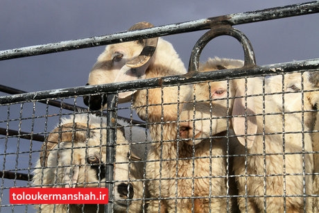 کشف محموله ۲ میلیاردی “گوسفند” قاچاق در سنقر
