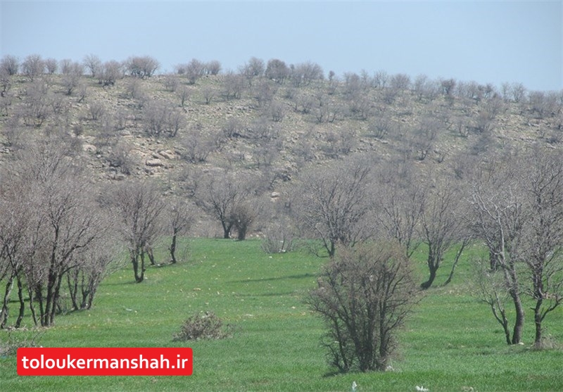 ۱۸۳ هکتار جنگل‌کاری اقتصادی در استان کرمانشاه انجام شد