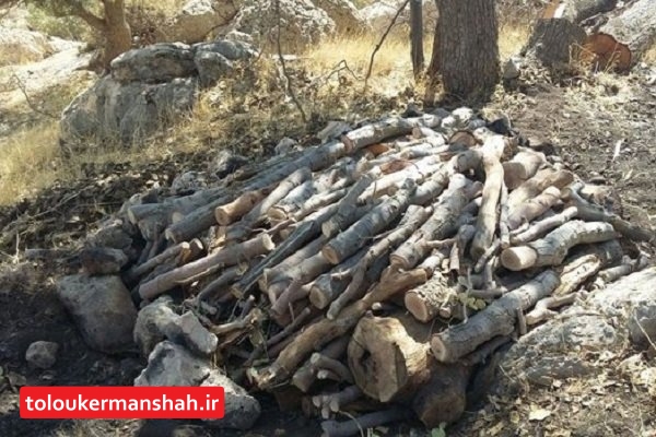 کشف ۳۰۰ تنه درخت بلوط قاچاق در کرمانشاه