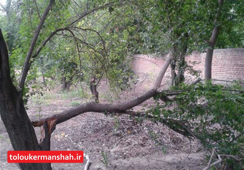 سیل تولیدات باغی استان کرمانشاه را ۱۵ درصد کاهش داد