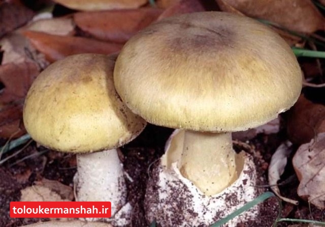 قارچ‌های “مرگ آور” در کرمانشاه سر بیرون آوردند/هشدار علوم پزشکی