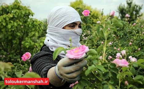 پیش‌بینی برداشت ۱۸۰ تن گل محمدی در هرسین