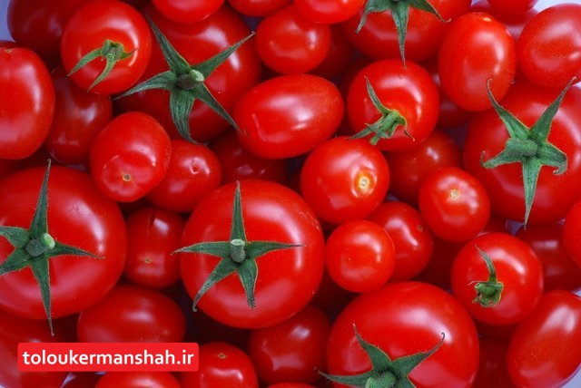 بیش از ۳۰ کیلوگرم تریاک از بار گوجه‌فرنگی در کرمانشاه کشف شد