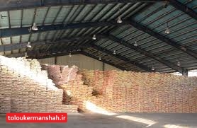۲۰ تن برنج قاچاق در کنگاور کشف شد