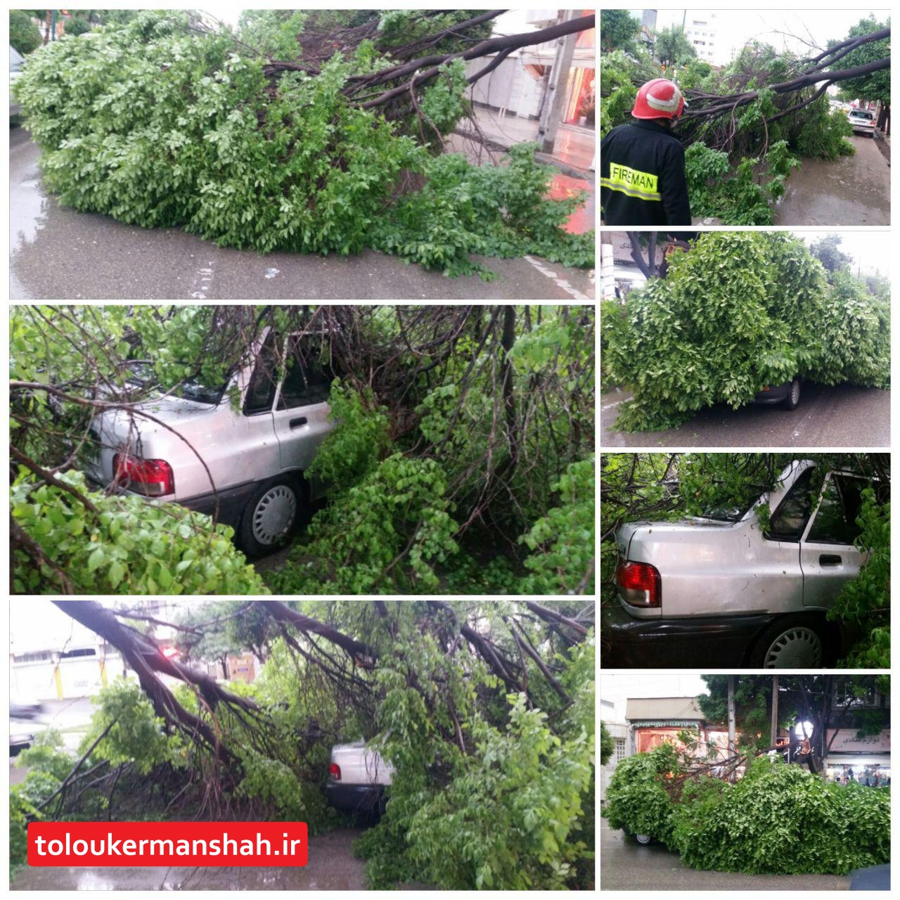 وزش باد شدید باعث سقوط درخت به روی خودرو پراید درکرمانشاه شد
