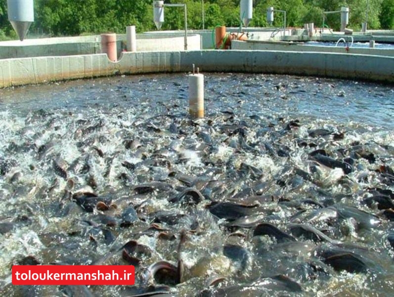 شیلات کرمانشاه رتبه اول تولید ماهیان گرمابی در استان های غیرساحلی کشور را دارد/ خوراک ماهی و سایر عوامل، دلیل افزایش قیمت ماهی