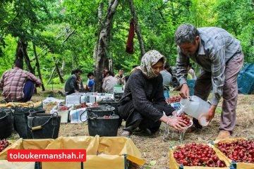 “صحنه” بیشترین باغات استان کرمانشاه را دارد/”جشن گیلاس” در این شهرستان برگزار می‌شود