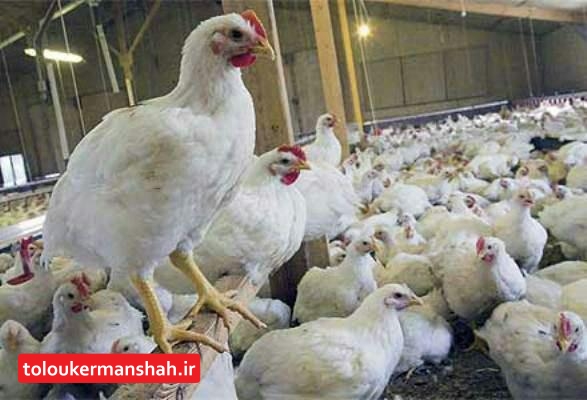 قیمت هرکیلوگرم مرغ ۱۳ هزار۱۰۰ تومان/ میانگین مصرف روزانه مرغ در کرمانشاه ۸۰ تن است