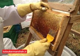امسال تولید عسل کرمانشاه به ۴۵۰۰ تن می‌رسد