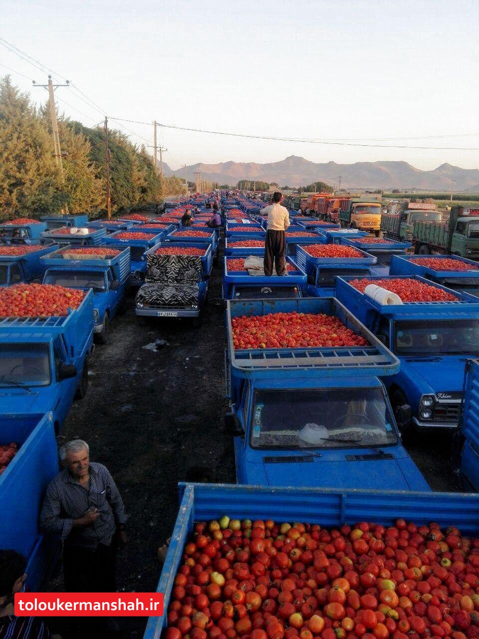 برخی کارخانجاتِ برند، “رب‌گوجه” دلالی می‌کنند/قیمت رب گوجه باید کاهش یابد