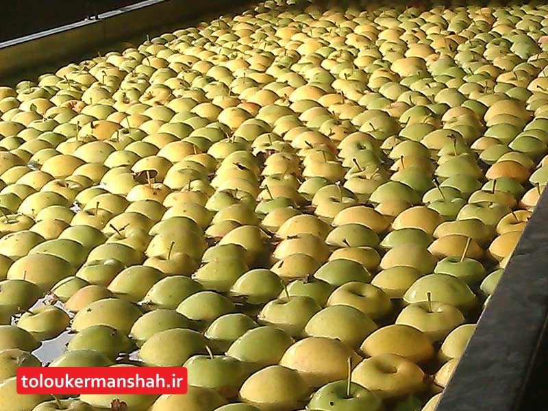 پیش‌بینی تولید ۱۱۰۰ تن “سیب درختی” در سنقروکلیایی