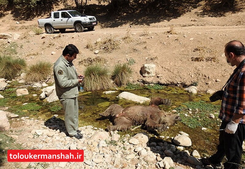 یک قلاده خرس قهوه‌ای در اسلام‌آبادغرب تلف شد