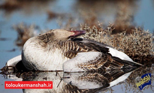 هشدار! خطر آنفلوآنزا جدی است، شکار پرندگان مهاجر ممنوع