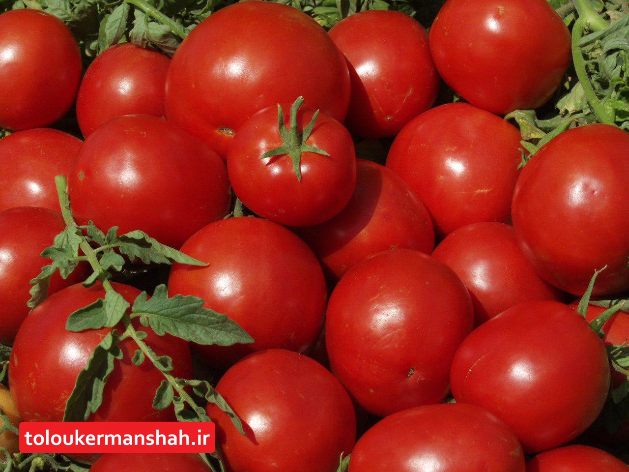 خرید حمایتی گوجه فرنگی در استان کرمانشاه از مرز ۲۶ هزار تن گذشت