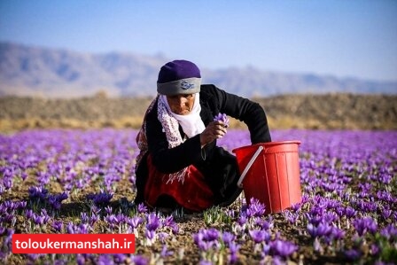 برآورد تولید ۲۵۰۰ کیلو “طلای سرخ” در کرمانشاه