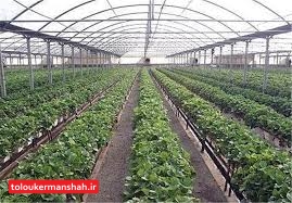 اعطای تسهیلات ویژه برای ایجاد گلخانه در کرمانشاه /تسهیل صدور مجوز