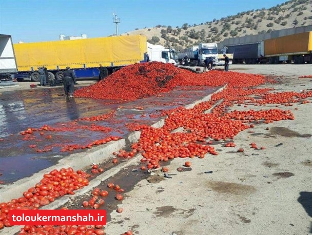 سه هفته‌ای قیمت گوجه فرنگی در استان کرمانشاه ۱۲ برابر شد