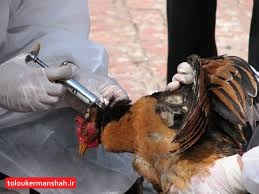 موردی از ابتلای انسانی به آنفلوانزای پرندگان در استان مشاهده نشده است