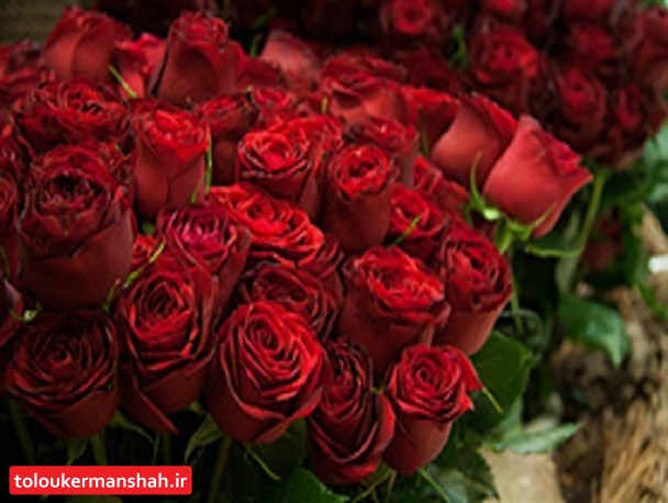 افزایش ۷۰درصدی قیمت گل رز در آستانه روز مادر/ گل‌های کم عمر سردخانه‌ای در راه بازار