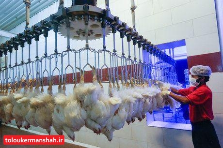کشتار مرغ در کرمانشاه تا پایان سال جاری ادامه دارد