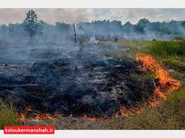 ۶هکتار از مزارع کشاورزی “سرپل ذهاب” در آتش سوخت