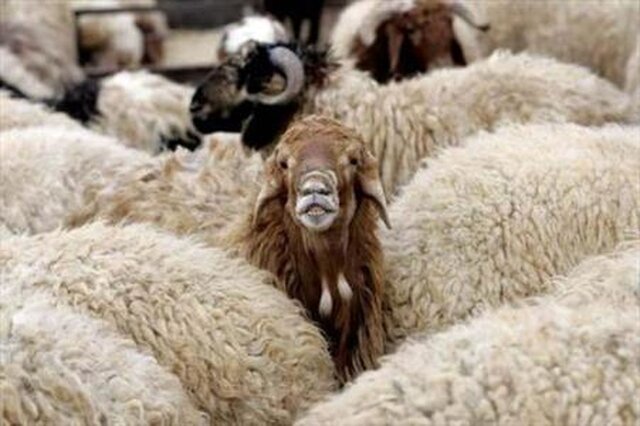 گوسفند قربانی کیلویی چند؟