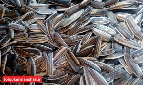 راهاندازی واحد فرآوری ۳۰۰۰ تنی “تخمهسنقری” استارت خورد